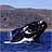 whale in Patagonia