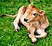 first calf born in Argentina obtained by cloning of a fetal cell.